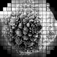 Head of romanesco, as visualized by the new camera.